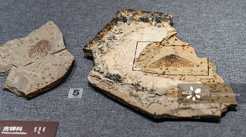 内蒙古博物院 远古世界图片素材