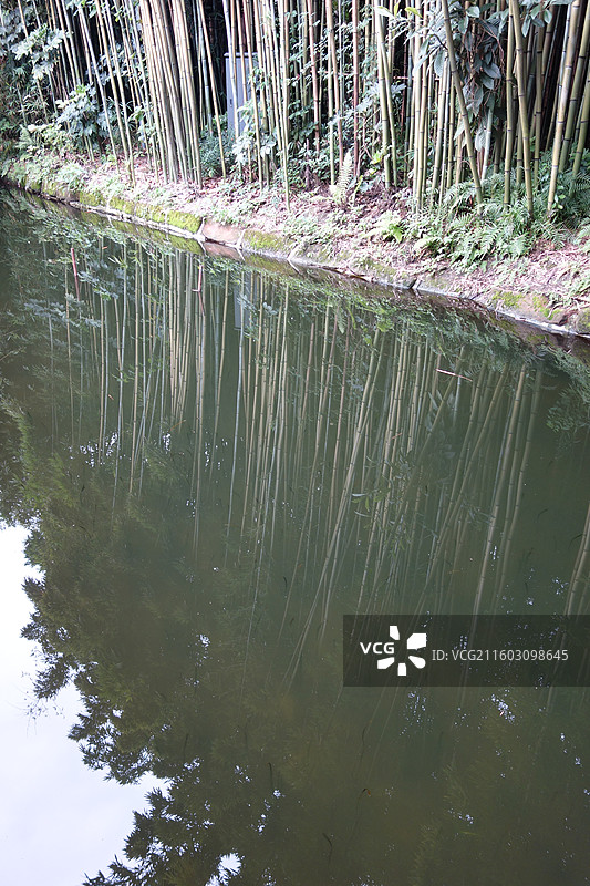 四川省成都市武侯区望江楼公园：竹林倒影图片素材