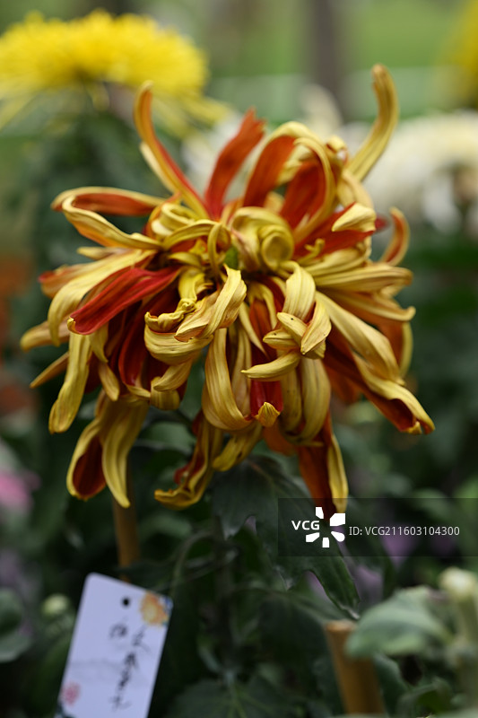 温江鲁家滩大型菊花展，精品菊花图片素材