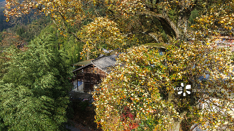 湖北恩施盛家坝枫香河百年古树梓木树（学名檫木，别名黄楸树），是当地标志性古树，被誉为“镇寨之宝”图片素材