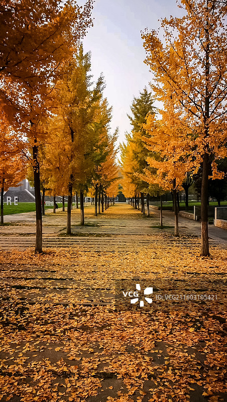 秋韵-黄金大道图片素材