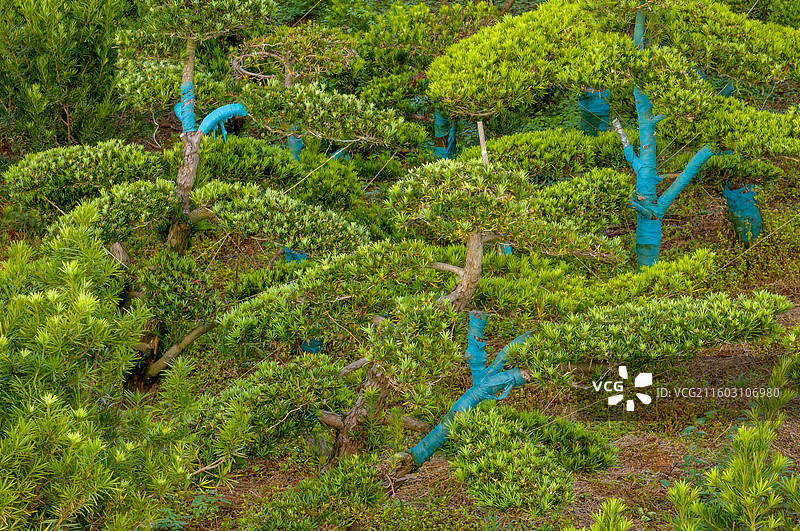 无人机航拍江西省抚州市金溪县罗汉松苗圃盆景苗木基地，苗木产业，罗汉松盆景，罗汉松苗木，生态风光。图片素材