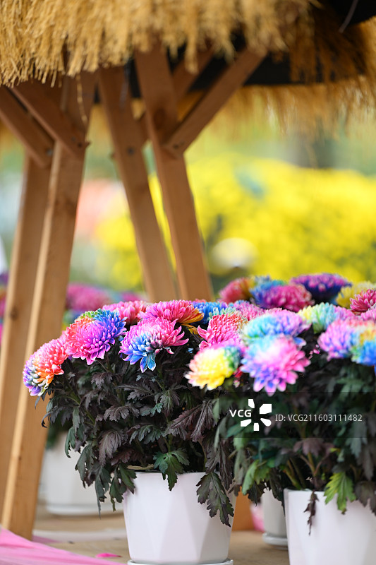 温江鲁家滩大型菊花展，彩色菊花图片素材