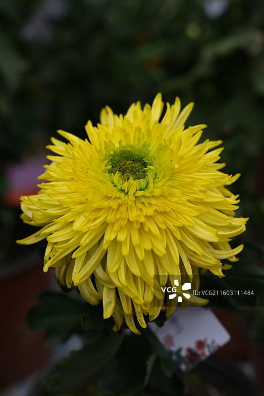 温江鲁家滩大型菊花展，精品菊花图片素材