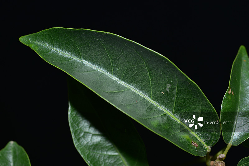 南方珍稀园林绿化树种-Reevesia thyrsoidea 两广梭罗树图片素材