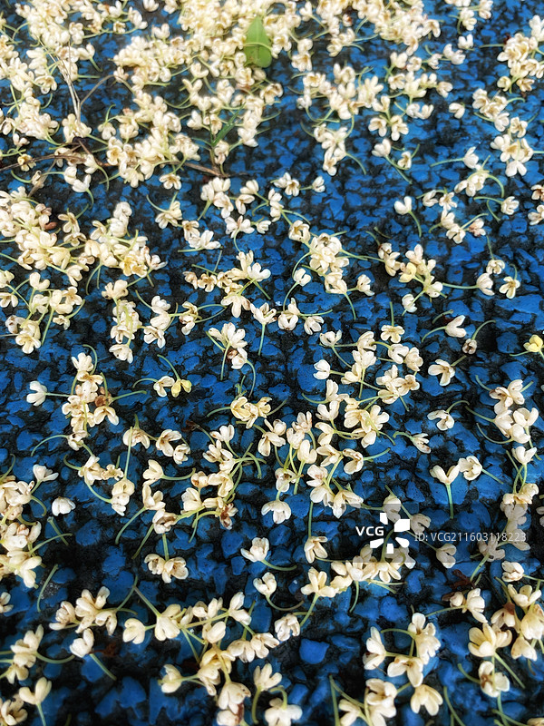 雨打桂花满地金黄图片素材