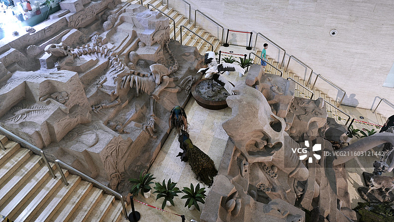 北京国家动物博物馆昆虫蝴蝶鹤鲸鱼骨大熊猫良良天鹅鹭鸶黑熊等展示空间图片素材