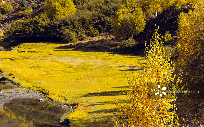 川西彩林秋景图片素材