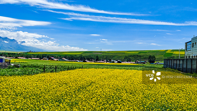 高原油菜花图片素材