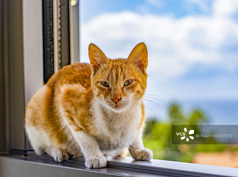 土耳其安塔利亚的猫坐在窗边图片素材