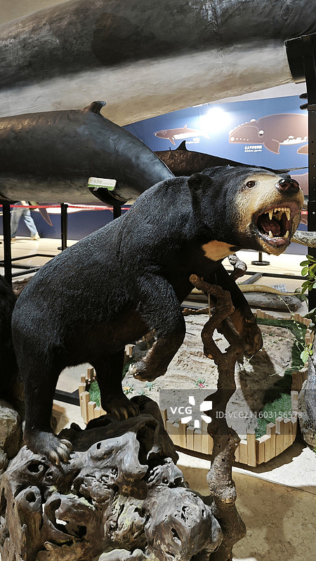 北京国家动物博物馆昆虫蝴蝶鹤鲸鱼骨大熊猫良良天鹅鹭鸶黑熊等展示空间图片素材