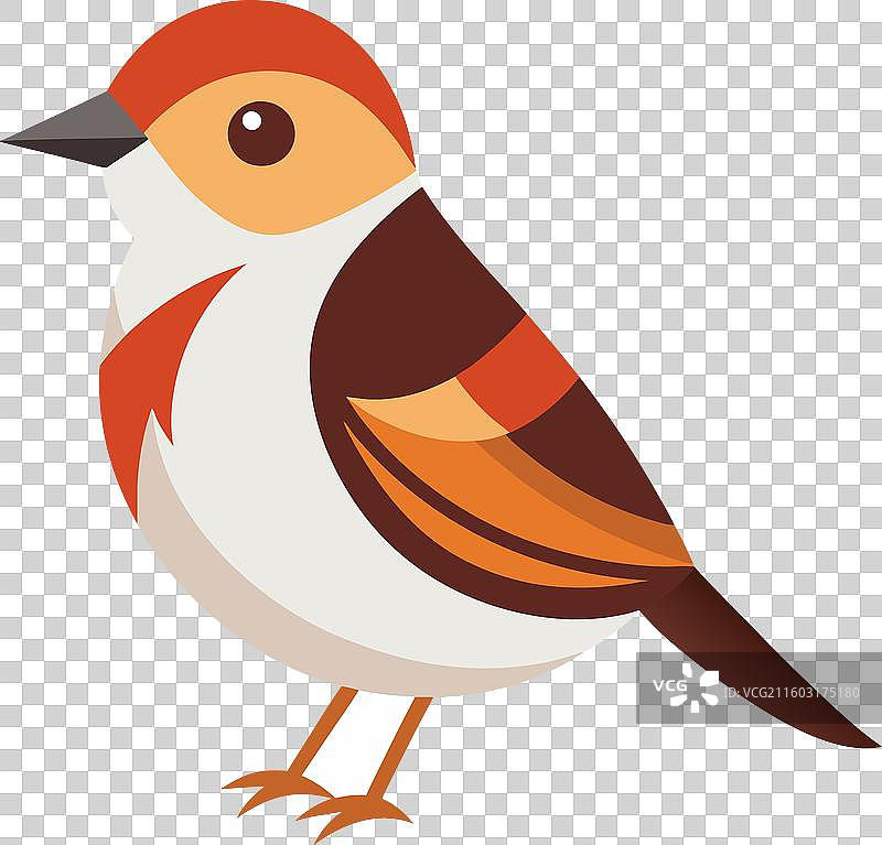 栗侧莺鸟，可爱图片素材