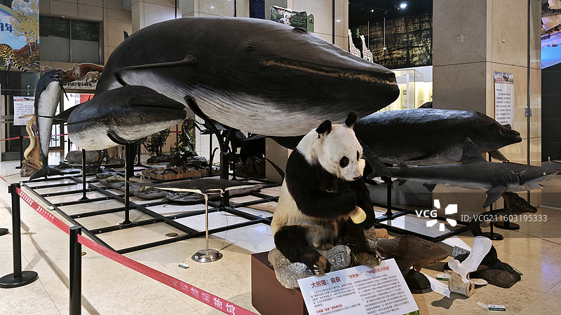 北京国家动物博物馆昆虫蝴蝶鹤鲸鱼骨大熊猫良良天鹅鹭鸶黑熊等展示空间图片素材