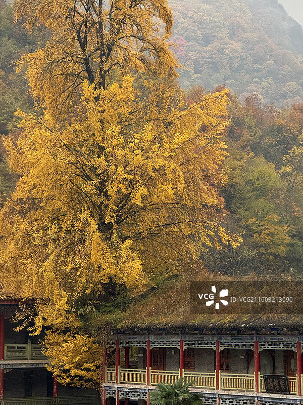 汉中留坝张良庙的银杏树图片素材