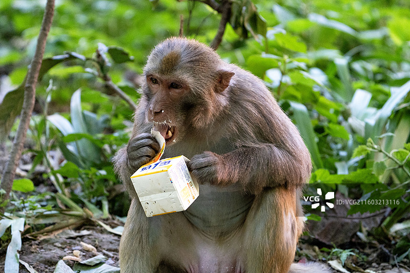黔灵山的野生猕猴群食用人类食物图片素材
