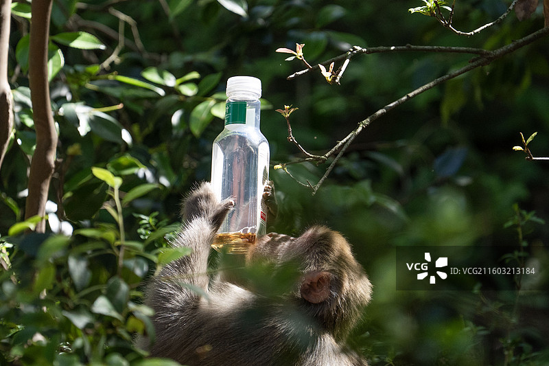 黔灵山的野生猕猴群食用人类食物图片素材