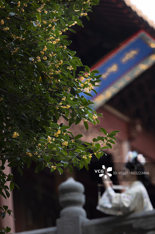 金陵的桂花开了图片素材