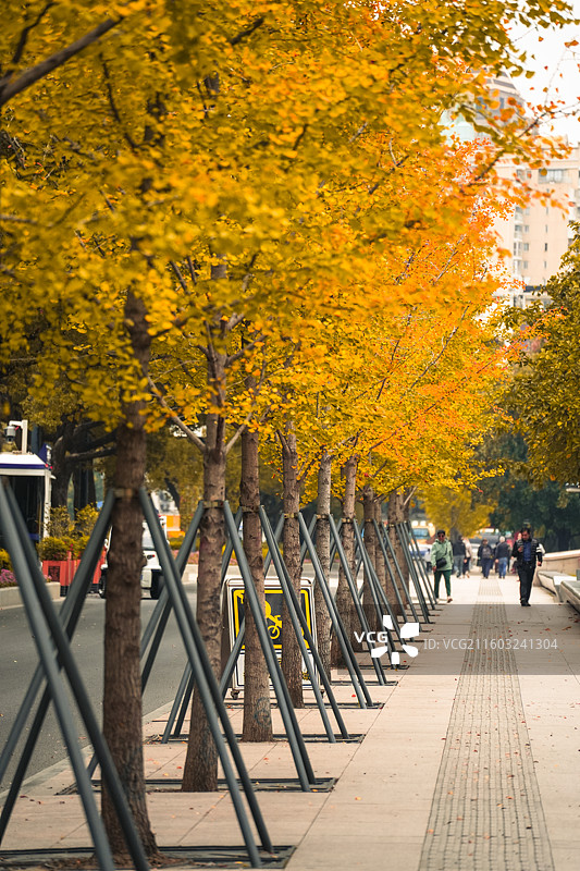 秋天路边的银杏树叶黄了图片素材