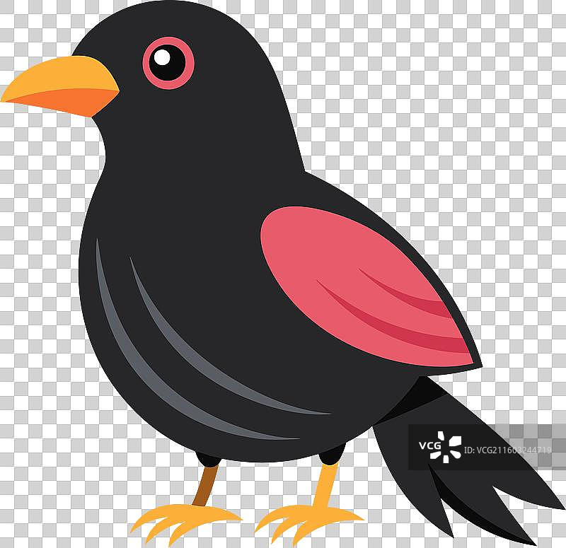 可爱的高山鸦图片素材