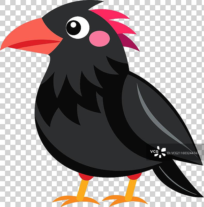 红嘴山鸦 玩耍 卡哇伊图片素材