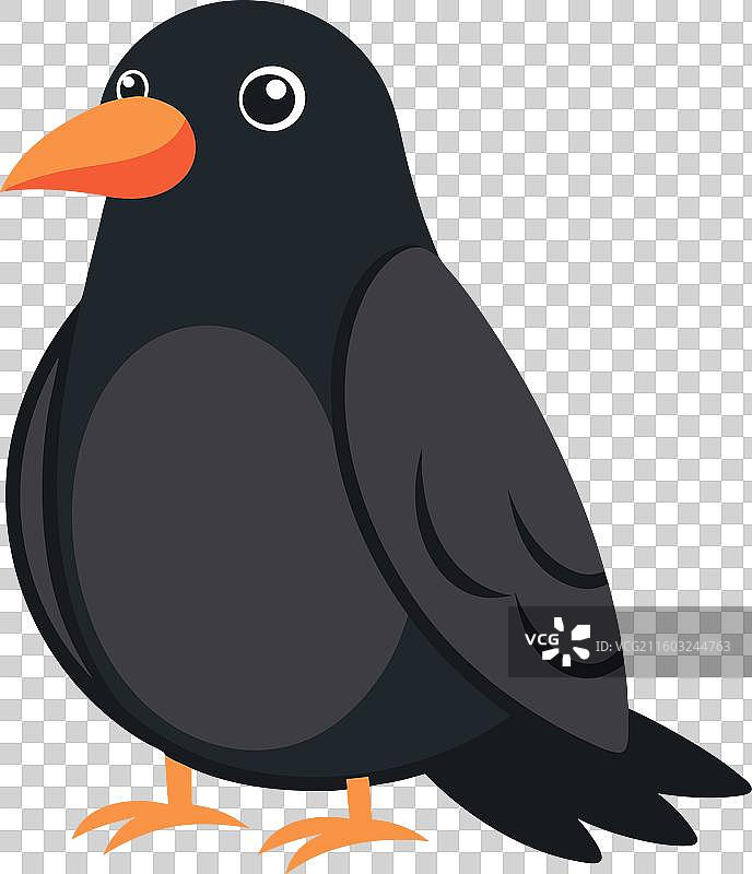 红嘴山鸦可爱地坐着图片素材