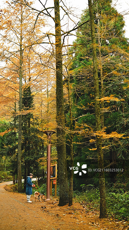 安吉金钱松国家森林公园图片素材