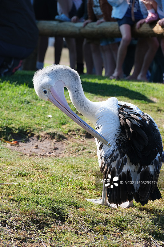 鹈鹕谢幕图片素材