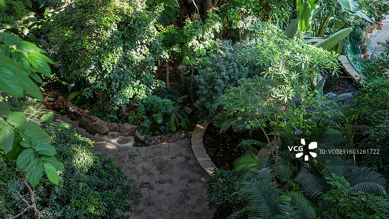 国家植物园里的绿色热带植物，生态环境，环保图片素材