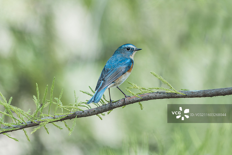 树林中可爱的蓝色小鸟图片素材