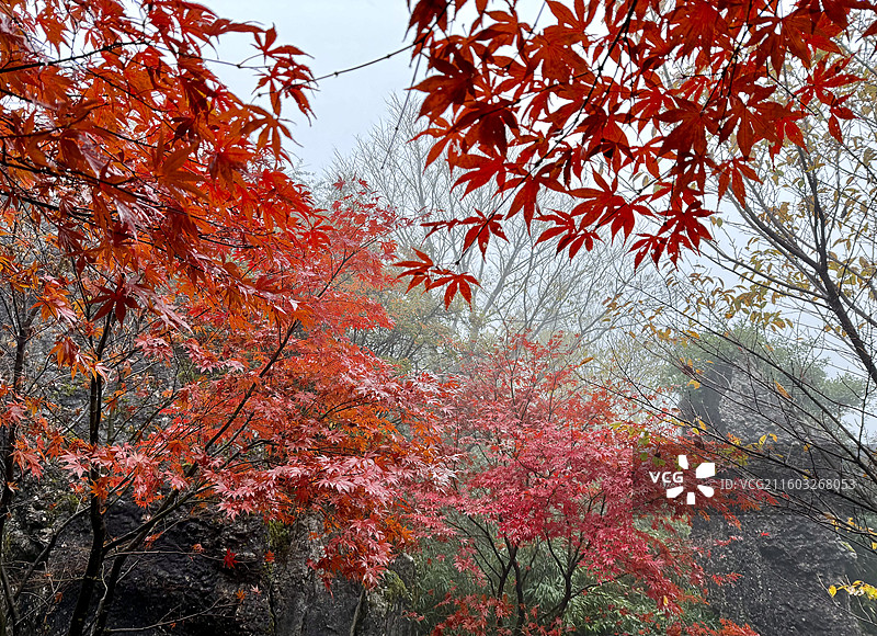 华蓥山森林公园里的红叶图片素材