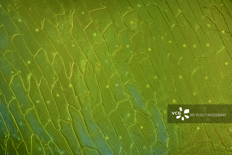 洋葱皮细胞组织图片素材