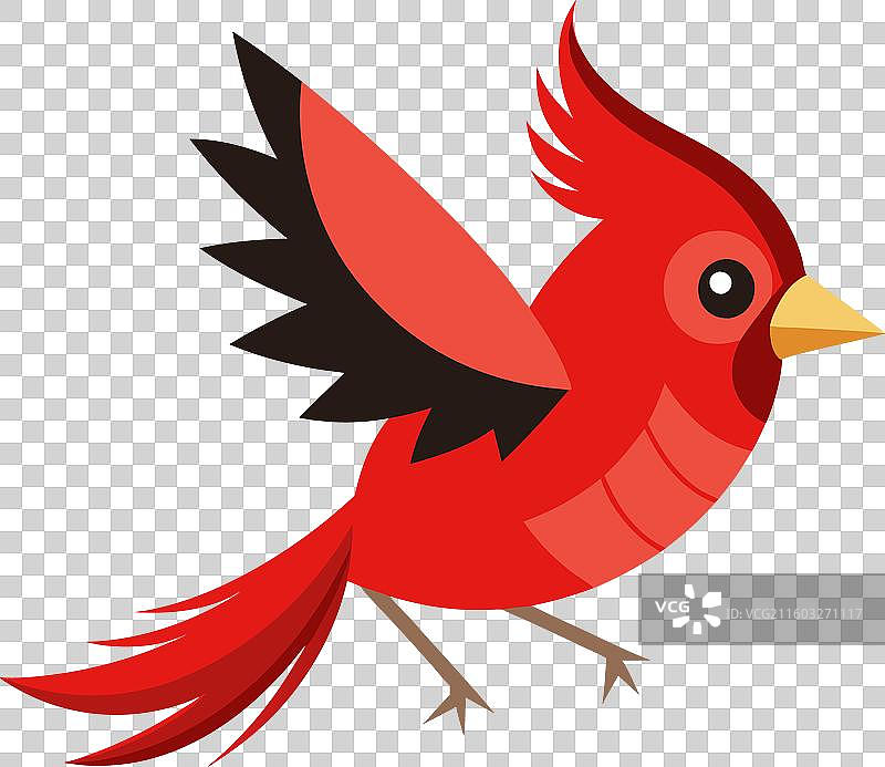 克拉克鸊鷉鸟的可爱叫声图片素材