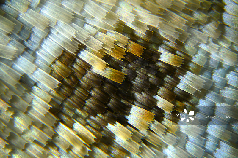 蝴蝶鳞片图片素材