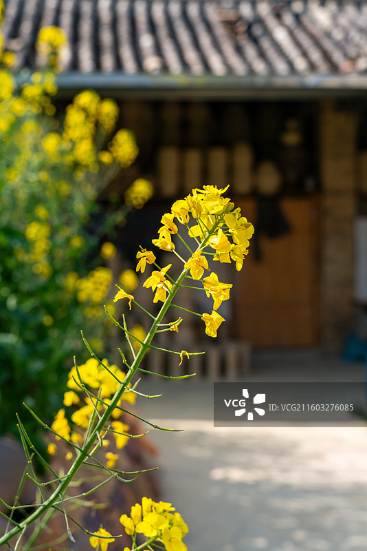 临沧市临翔区博尚镇碗窑村博尚碗窑七彩陶瓷文化景区油菜花图片素材