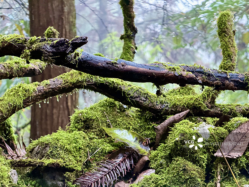 雨后的华蓥山森林公园里万物沉寂。一段横卧的枯木，被时光染成深褐，如今却成了苔藓的王国图片素材