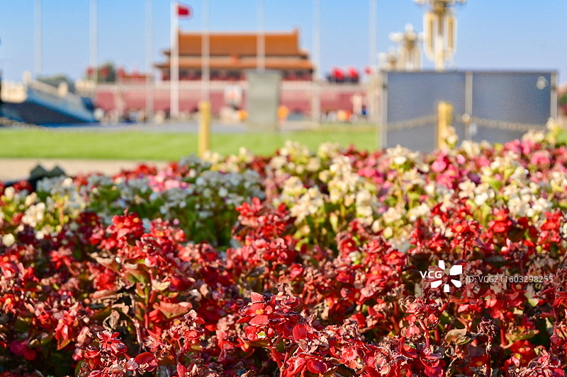 北京天安门广场上的四季秋海棠花图片素材