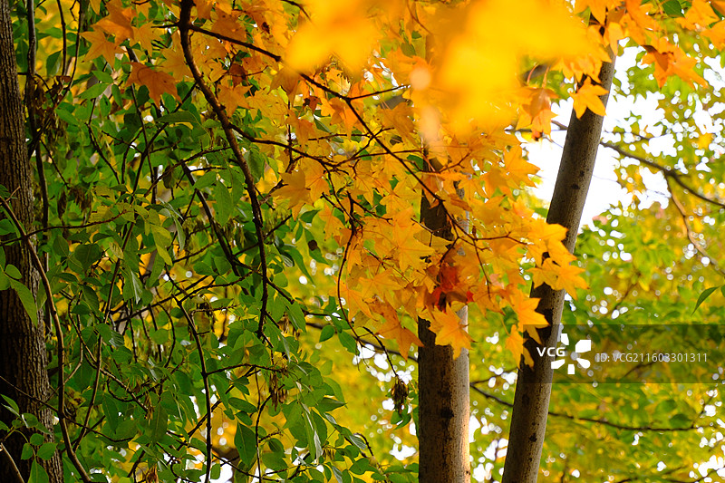 秋天石家庄植物园红黄枫叶落叶。五角枫五角槭树林树木风景背景图壁纸阳光图片素材