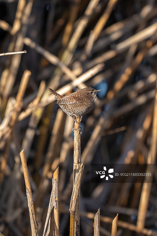 芦苇上站立的鹪鹩图片素材