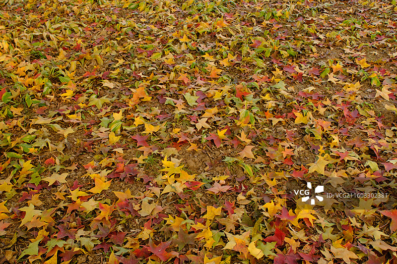 秋天石家庄植物园红黄枫叶落叶。五角枫五角槭树林树木风景背景图壁纸阳光图片素材