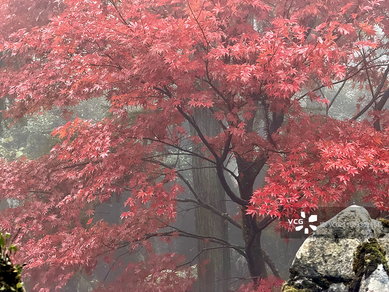 四川华蓥山森林公园里的红枫、红叶风景图片素材