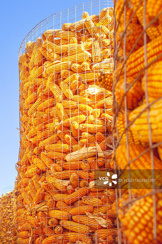 河北省黄骅市滕庄子玉米丰收图片素材