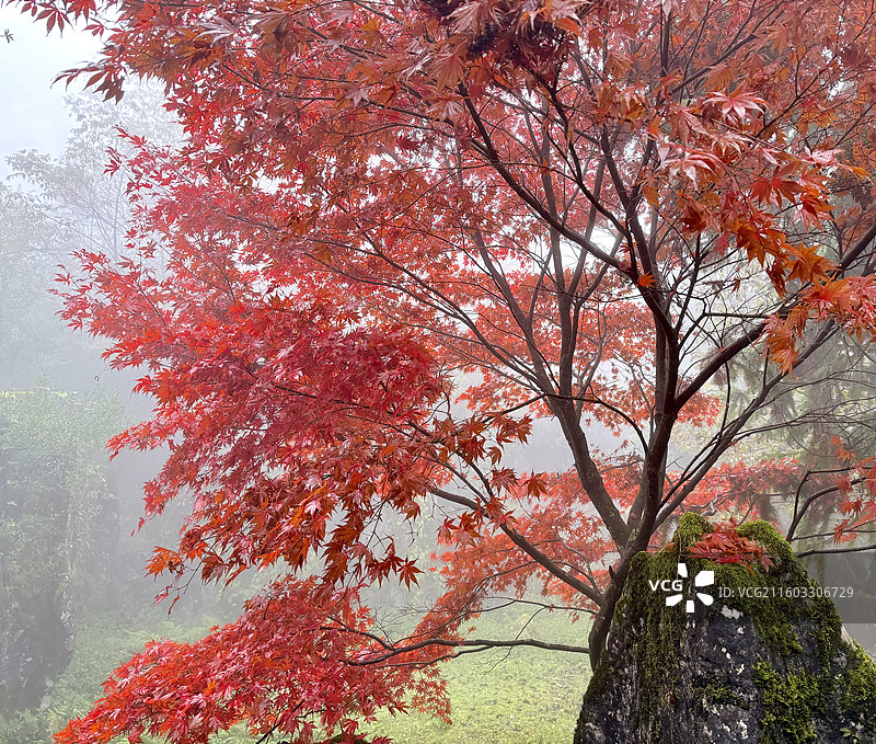 四川华蓥山森林公园里的红枫、红叶风景图片素材