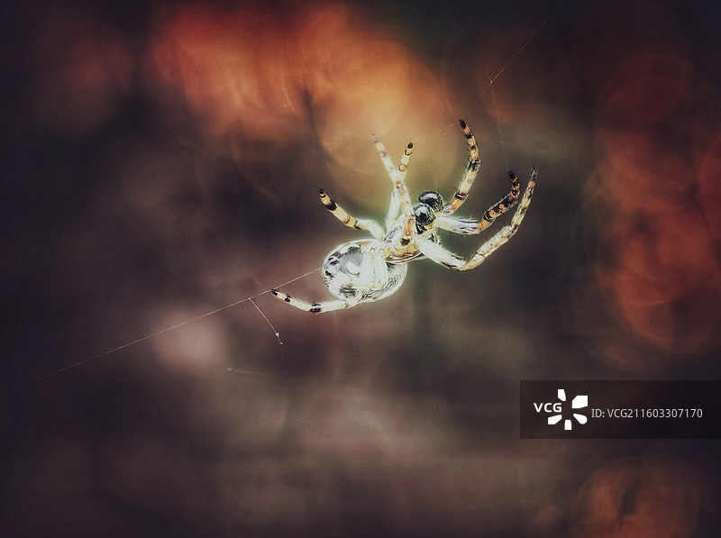 银腹，悬蛛图片素材