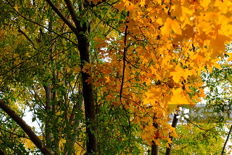 秋天石家庄植物园红黄枫叶落叶。五角枫五角槭树林树木风景背景图壁纸阳光图片素材