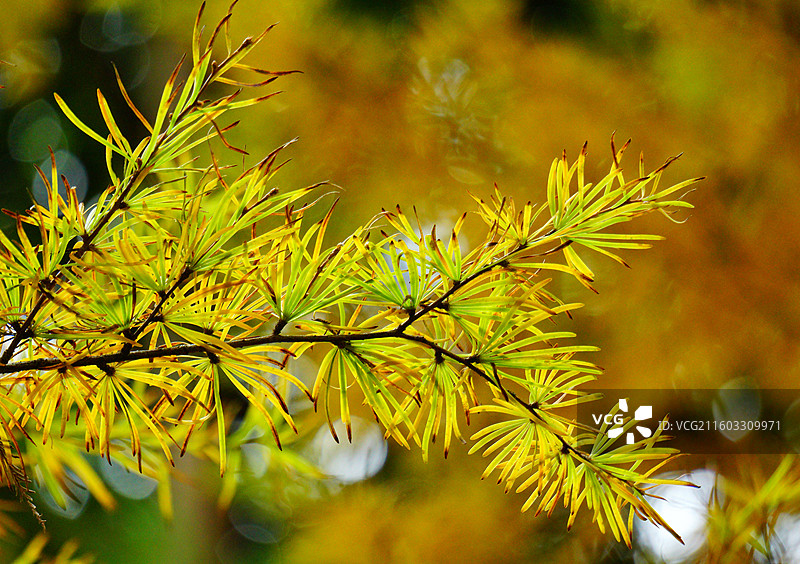 国家二级保护野生植物 金钱松图片素材