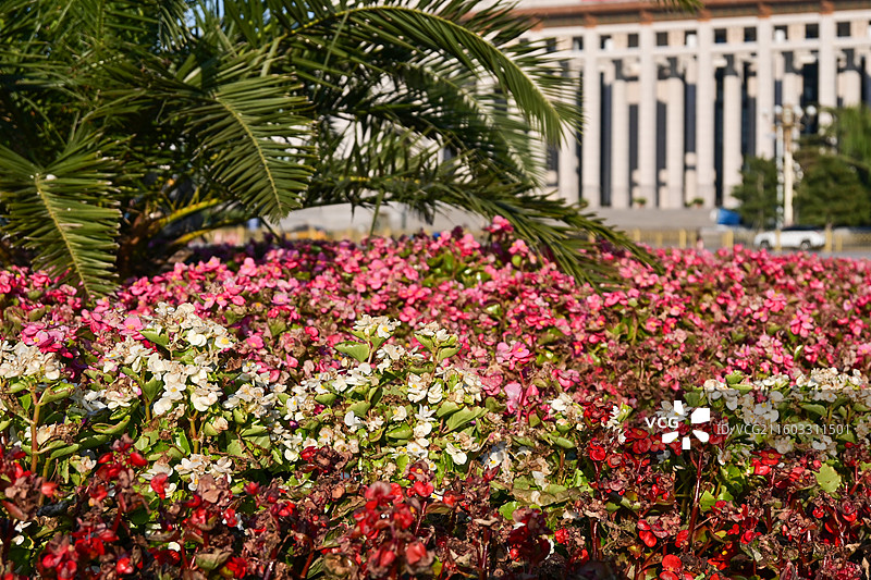 北京天安门广场上的四季秋海棠花图片素材