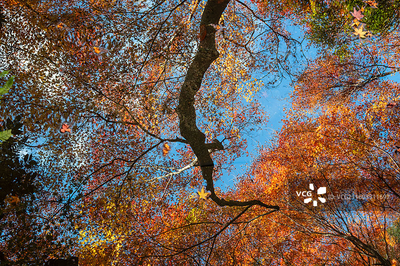 京都琉璃光院红叶图片素材
