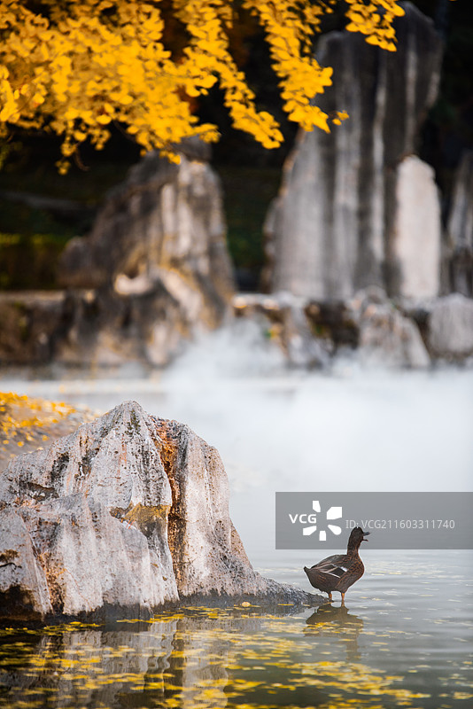 香山饭店秋色图片素材