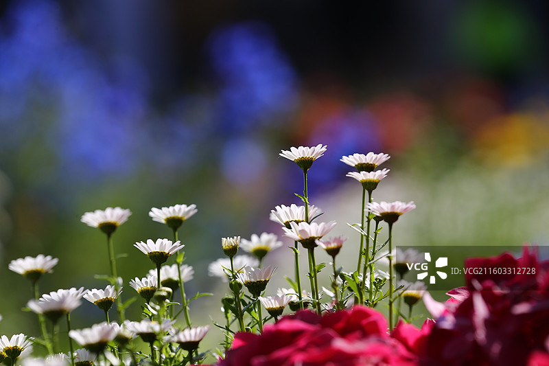 阳光下的花朵图片素材