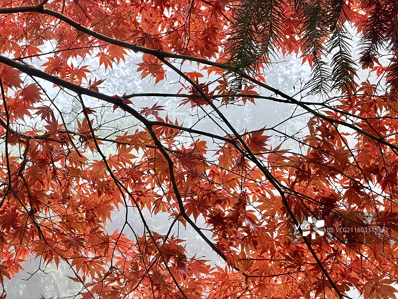 四川华蓥山森林公园里的红枫、红叶风景图片素材